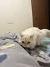 网易严选全价猫粮4.0 猫主粮成幼猫低敏无谷驼羊奶促吸收 鸡肉羊奶味1.5kg 实拍图