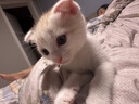 多特思湿猫粮幼猫奶糕酱离乳期幼猫零食猫条进口羊乳羊奶益生元猫条25支 实拍图