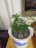 文竹盆栽绿植花卉盆景植物室内客厅水培文松云竹文竹大苗四季常青 小文竹【3棵性价比高】原土球发货 高度15-25cm 实拍图