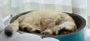 疯狂的主人猫抓板窝特大号猫玩具猫爪板猫抓盆不掉屑猫窝椭圆形瓦楞纸 实拍图
