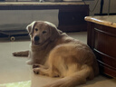 宝路洁齿棒磨牙棒 狗零食大型犬成犬125g*12包狗狗金毛拉布拉多萨摩耶 实拍图