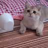 欢宠网猫玩具猫咪逗猫棒羽毛铃铛互动自嗨解闷耐咬神器猫猫小猫幼猫宠物 实拍图