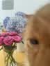 pidan混合豆腐猫砂 豆腐膨润土皮蛋猫砂除臭猫砂结团快 经典款2.4kg*4 实拍图