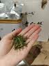 陈一凡安吉白茶 明前2026新茶正宗安吉绿茶茶叶自饮送礼盒装250g 实拍图