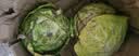 山东新鲜甘蓝包菜卷心菜圆白菜新鲜嫩绿莲花白现摘现发早餐减脂 新鲜包菜 1.5-2斤净重 人工挑拣 实拍图