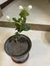【热销款】发财树盆栽室内植物客厅办公室吸甲醛好养绿植 单杆发财树+塑料四方舍得盆+小方底座 花盆直径约8cm 实拍图