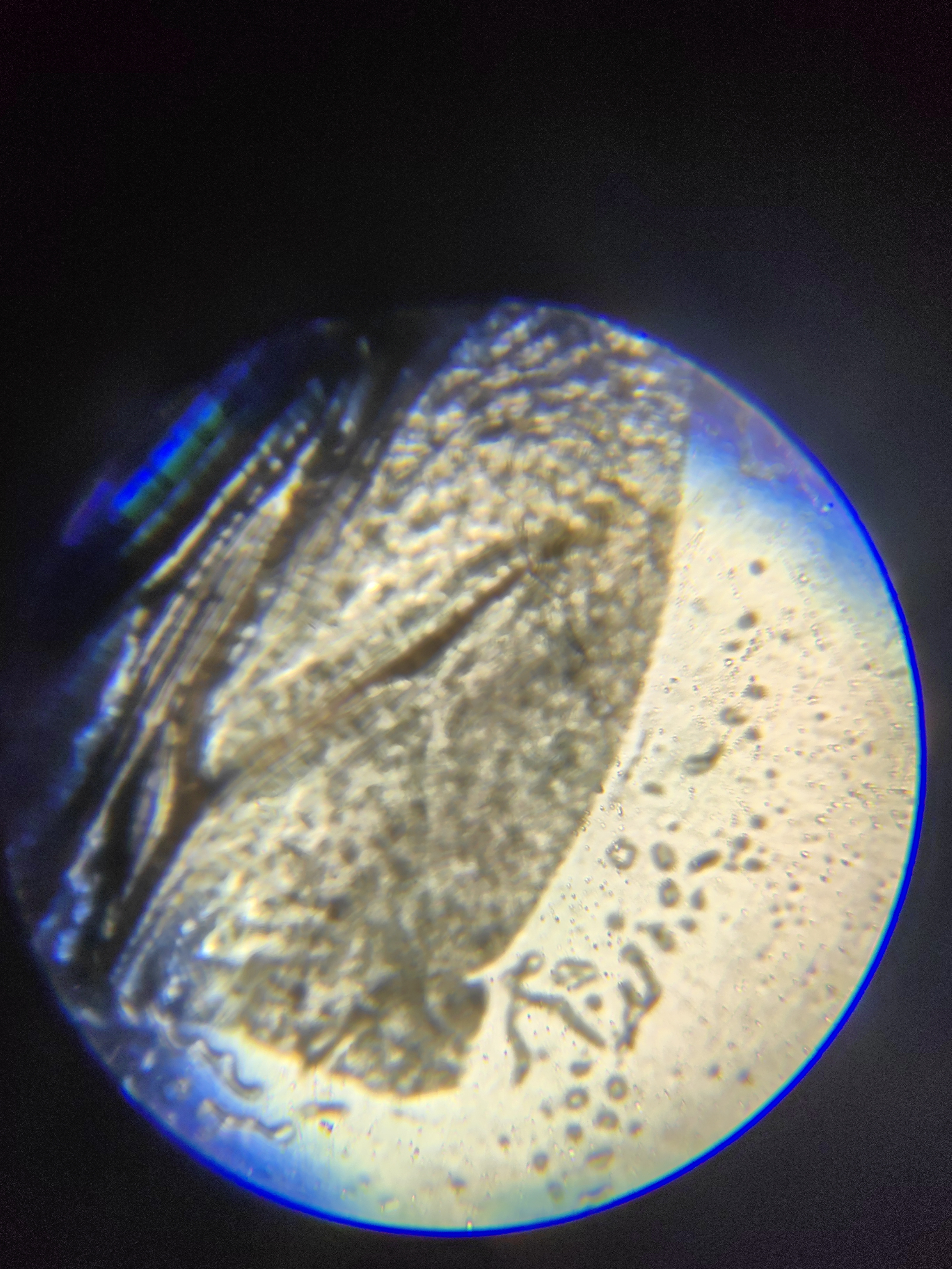 得力（deli）640X生物光学显微镜初中生科学实验教材同步台式专业版看细胞细菌手持高倍高清生日中高考开学礼物 实拍图
