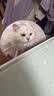 猫八万伊丽莎白圈绝育护理项圈猫咪狗狗美容脖圈防舔咬头套脖圈 灰M 实拍图