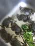 【活蟹】网兜蟹鲜活小螃蟹六月黄河蟹净重足重淡水公母大闸蟹生鲜 五元蟹[0.8-1.1两]10只+2只备损 实拍图