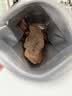 生生不息宠物零食猫犬通用 冻干猪心80g 实拍图