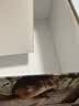 仙境桥本有菜真人倒模圣杯硅胶名器飞机杯膜解压发泄玩具1:1性用品 实拍图