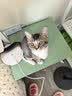 普安特宠物狗狗猫咪猫多维复合维生素片狗狗皮肤病猫藓掉毛金维葆 实拍图