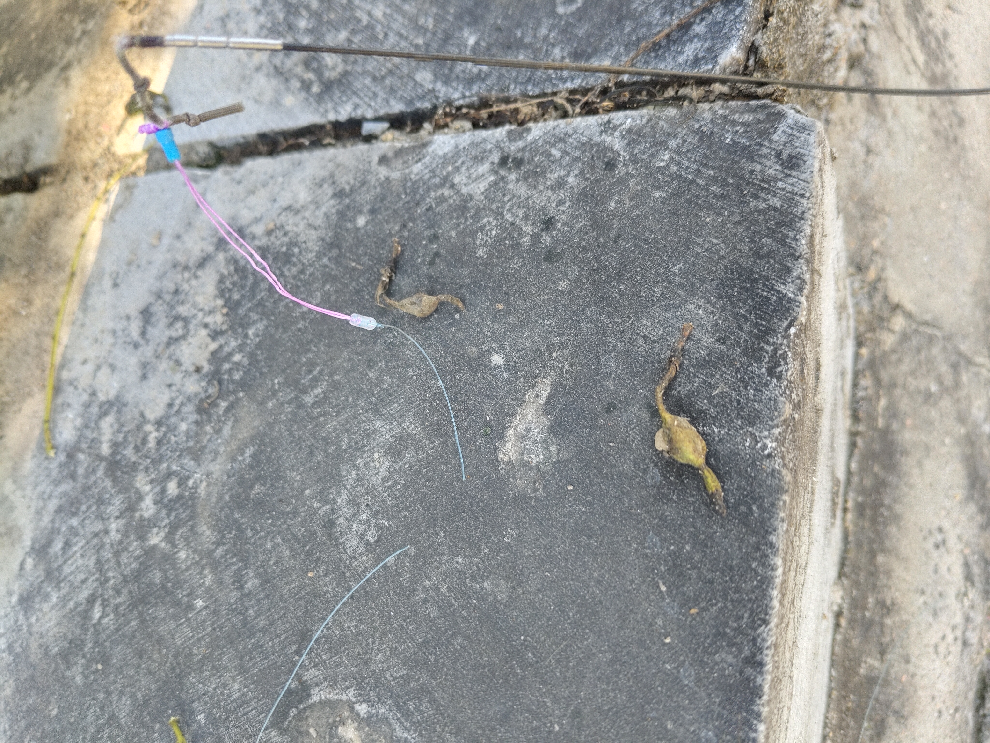 小凤仙理想线组钓鱼主线组进口鱼线套装3卷成品尼龙主线3.6m1.2号 实拍图