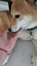 耐威克鲜肉夹心狗粮 泰迪比熊边牧小型犬中大型犬通用犬粮10斤 实拍图
