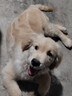 好主人狗粮 全犬种通用幼犬粮2.5kg泰迪金毛拉布拉多比熊天然粮5斤/20斤 全犬种幼犬粮10斤 实拍图