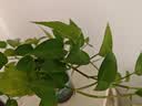德沃多绿萝专用植物营养液6支/包园艺花肥料生根种植有机叶面肥 实拍图