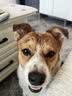 纽冠狗粮成犬幼犬鸭肉梨5kg牛肉粒双拼全价比熊泰迪金毛柯基通用10斤 实拍图