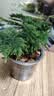 文竹盆栽绿植花卉盆景植物室内客厅水培文松云竹文竹大苗四季常青 小文竹【3棵性价比高】原土球发货 高度15-25cm 实拍图