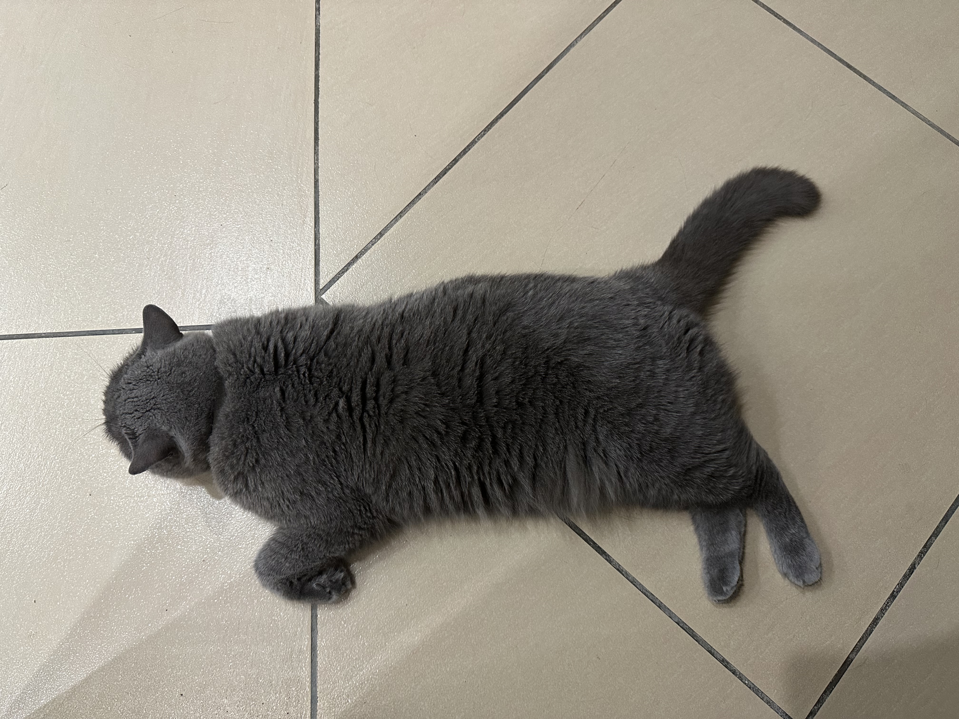 网易严选宠爱相伴全价猫粮 实惠宠物主粮成幼猫爱心公益 美毛护肠胃 1.8kg 实拍图