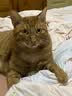 海洋之星低温烘焙猫粮冰川三文鱼猫干粮 全价成猫幼猫粮试吃一斤试用装 实拍图