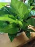 花行榜绿萝盆栽室内植物新房家用净化空气水培绿植花卉大叶吊兰源头直发 实拍图