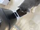 PAPIFEED猫咪自动喂食器宠物定时定量投食机猫粮狗粮碗wifi远程智能投粮 实拍图