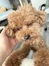 领先生骨肉狗主食罐狗罐头成幼犬全价狗粮湿粮375g*24(新老款随机发） 实拍图