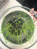 听白阁观赏虾活水族宠物虾清洁虾草缸除藻虾工具虾淡水虾观赏虾运输包损 樱花虾1只(0.3-1.5cm) 实拍图