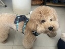 皇家狗粮 成犬狗粮 犬粮 宠物小型犬 PR27 全价犬粮≥10月8KG 实拍图