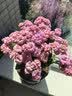 【带花苞发】稀有金狐狸长寿花盆栽重瓣四季开花室内客厅阳台花卉 带花苞【粉色】配绿色加仑盆 实拍图