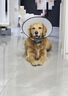 憨憨乐园伊丽莎白圈耻辱圈狗狗猫项圈猫咪头套宠物脖套大型犬防咬圈用品1 实拍图