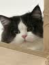 FARMINA PET FOODS法米娜鲱鱼甜橙5kg成猫幼猫绝育控制体重猫粮 实拍图