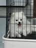 HELLOJOY狗厕所中型小型犬专用防踩屎便盆尿尿盆非不锈钢大小便神器狗砂盆 实拍图