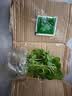 铜钱草水培植物室内办公室桌面盆栽花卉四季常青绿植净化空气懒人 铜钱草带叶子特惠款51-70根+营养液【1份】 不含盆 实拍图