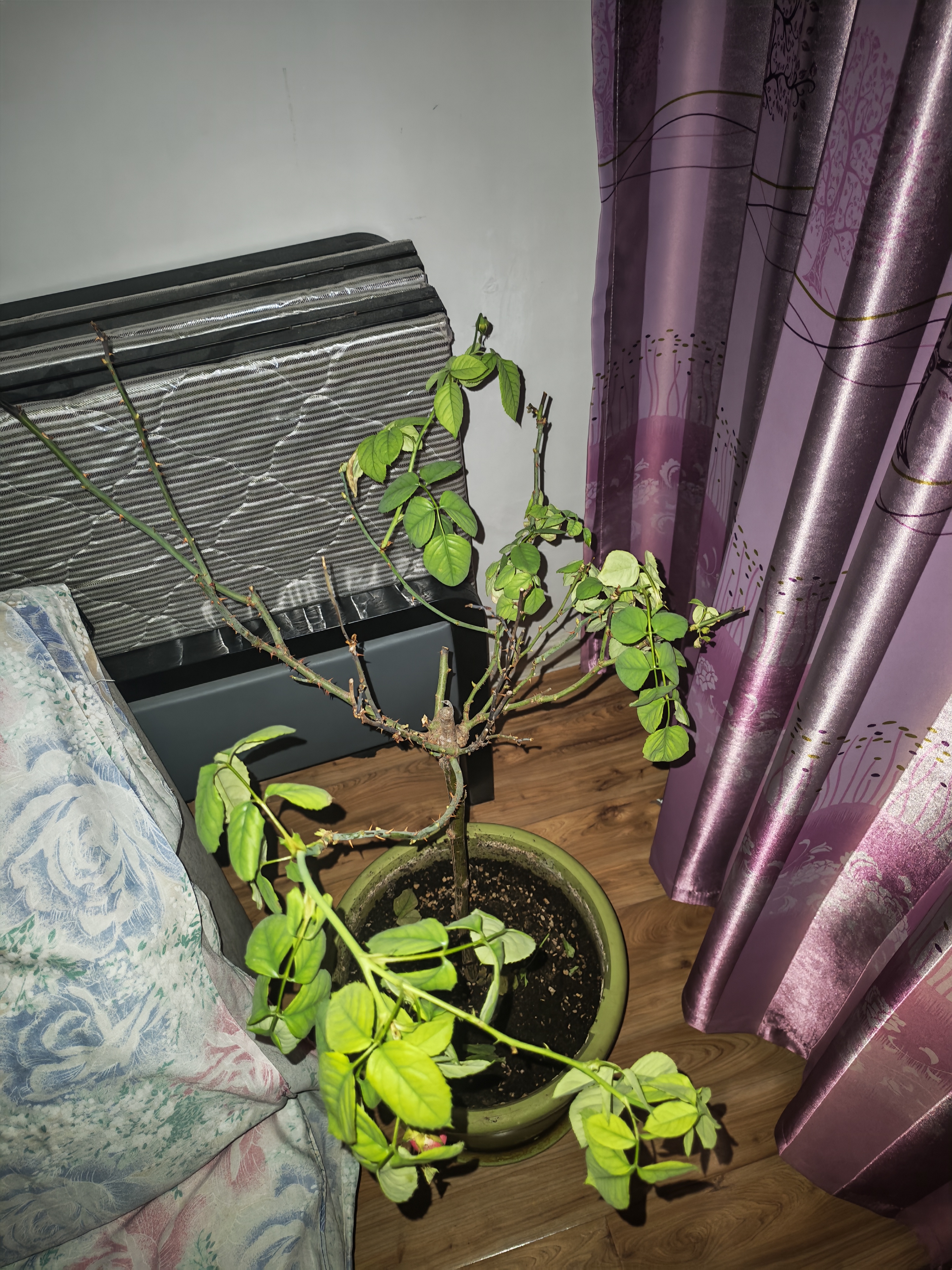 景郁春 JIRYUCUR树桩月季棒棒糖花苗特大花朵花卉植物树状月季中国红源头直发 实拍图