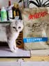美滋元成猫猫粮 三文鱼味成猫粮全猫咪通用天然粮全价猫粮 三文鱼 成猫粮10kg 实拍图