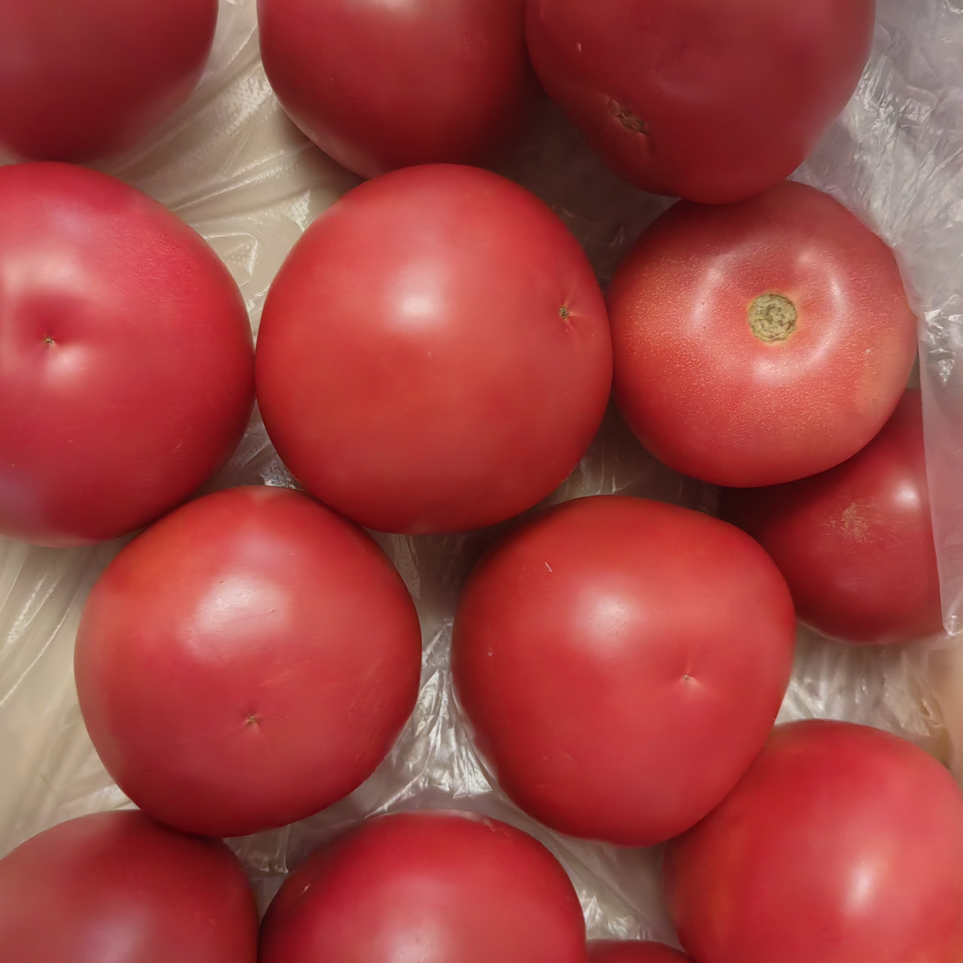 【减脂首负】正宗甘肃武威普罗旺斯西红柿即食生吃番茄蔬菜沙拉 彩箱 5斤 净重 普罗旺斯【儿时味道】 实拍图