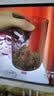 小熊（Bear）26年新款NFC全自动三段压榨原汁机 果渣渣汁分离榨汁机 小型电动家用果蔬水果冰淇淋机YZJ-S02K5 实拍图