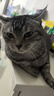 伟嘉猫粮成猫夹心粮 全价粮吞拿鱼1.3kg布偶蓝猫橘猫加菲英短猫咪 实拍图