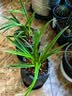 劉閣蘭花兰花苗世界上超香四季兰帝王妃 金边矮种夏带浓香花苞花卉盆栽 3大壮苗+硬塑黑盆+2包土 实拍图