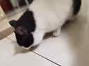 MamyPets猫咪磨牙棒洁牙棒生骨肉鸡肉冻干鸡胸肉口臭洁齿棒宠物猫零食50g 实拍图