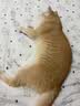 星益生趣（STELLA&CHEWY'S）美国原装进口SC无谷RC冻干涂层全猫粮鸡肉猫粮试吃50g主食冻干 实拍图