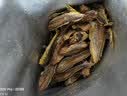 三只松鼠香烤鱿鱼丝88g/袋 休闲海味零食即食海鲜特产鱿鱼条 实拍图