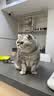 冠能猫粮成猫猫粮三文鱼味2.5kg 全价猫粮 稳固免疫 适口性强 实拍图