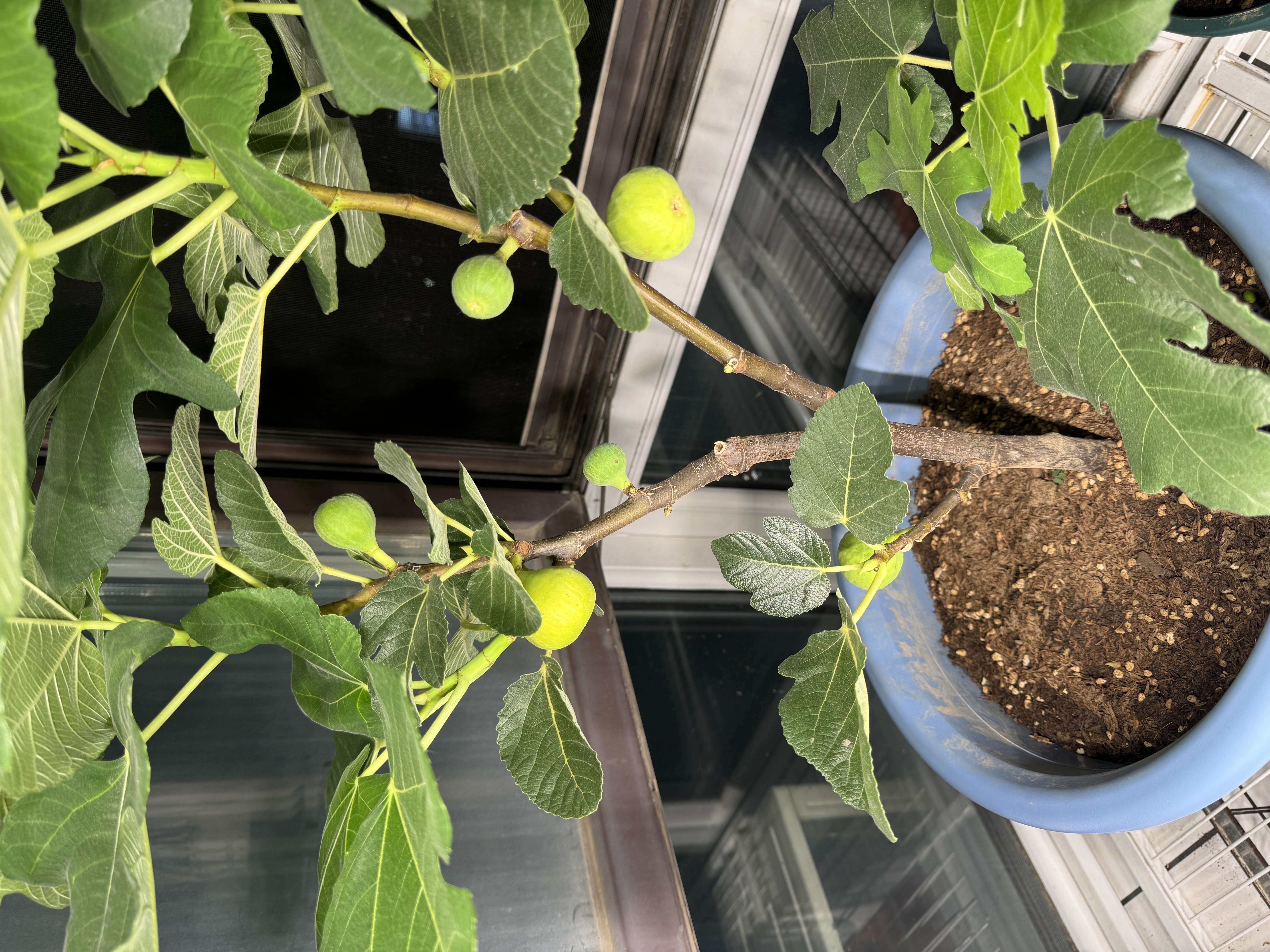 史丹利硬质珍珠岩颗粒蛭石土壤多肉兰花专用养花通用大保温营养土5L 实拍图