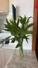 富贵竹水培植物室内招财绿植插瓶插花净化空气办公桌面转运竹 富贵竹65cm10支 实拍图