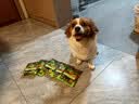 麦富迪狗粮 barf霸弗天然狗粮老年犬粮冻干粮7岁+养胃益肠牛肉100g 实拍图