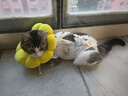 华元宠具（hoopet）猫咪绝育服母猫猫宠物小狗狗手术服透气断奶服公猫防舔术后用衣服 实拍图