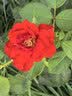 爱菊【保真菜籽油】小榨低芥酸菜籽油非转基因物理压榨食用油5L 实拍图