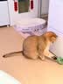 憨憨乐园猫薄荷玩具木天蓼羽毛逗猫棒猫玩具猫咪玩具小猫幼猫自嗨解闷磨牙 实拍图